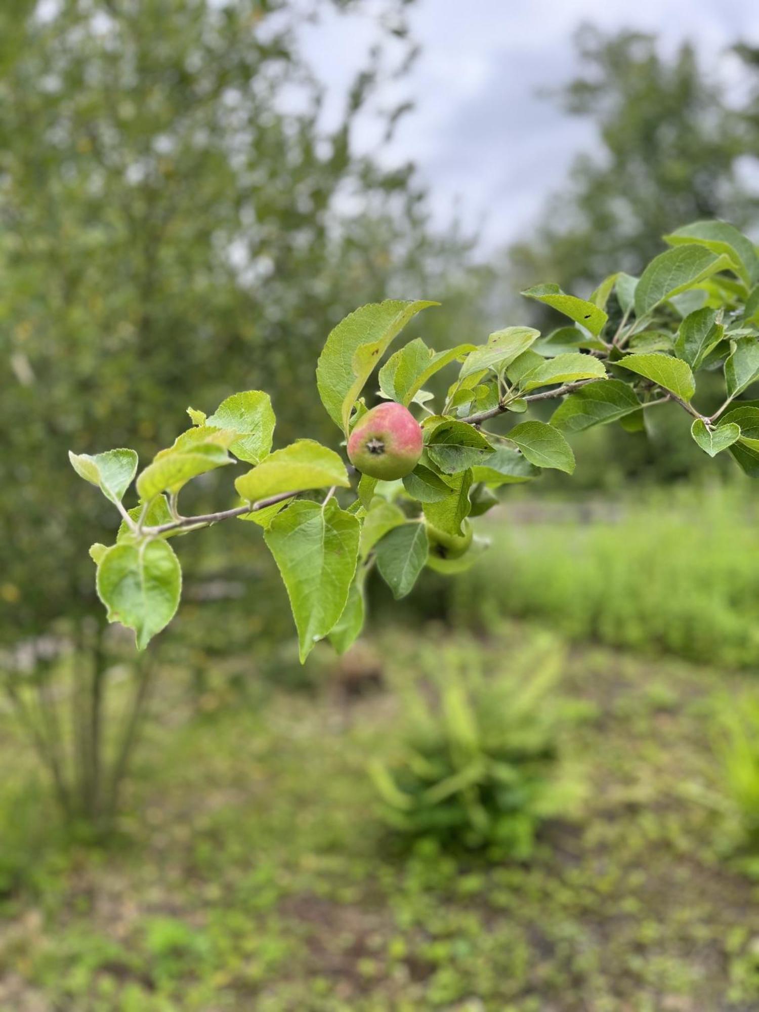 Apple Cottage Newton Stewart Exteriér fotografie